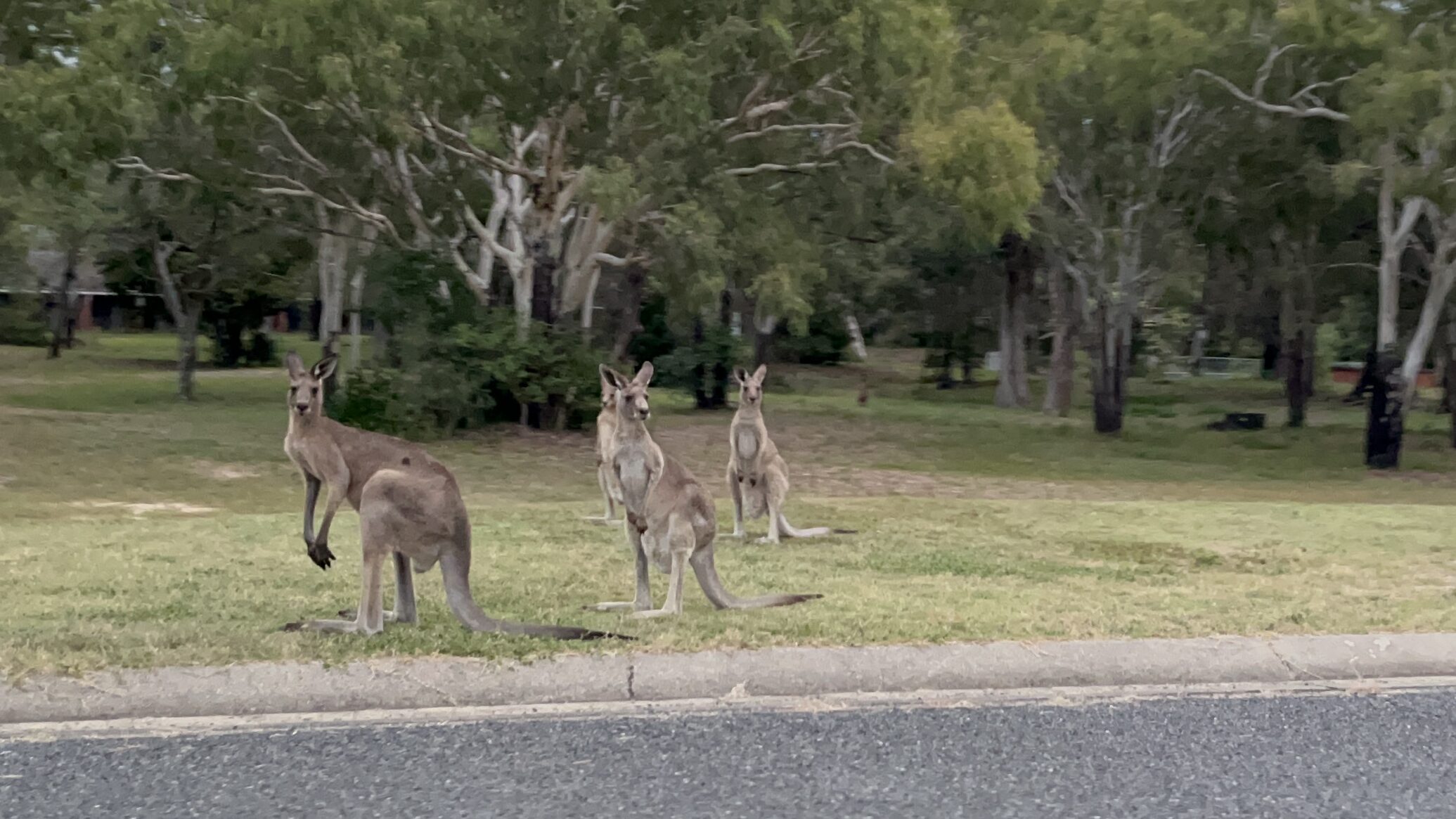 野性のカンガルーたち